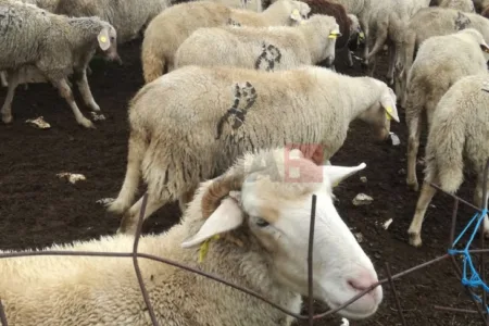 Во Грција овци изеле околу 100 килограми медицински канабис