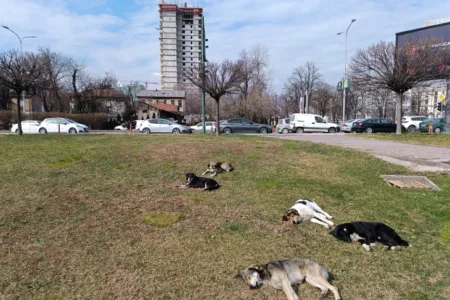 Пријавени девет каснувања од кучиња во државава изминатото деноноќие