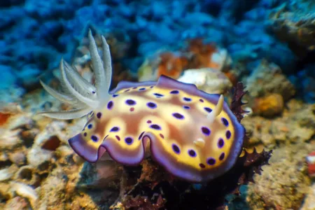 Во британските води откриено мистериозно морско суштество: „Ова е неоткриен вид“ (ФОТО)