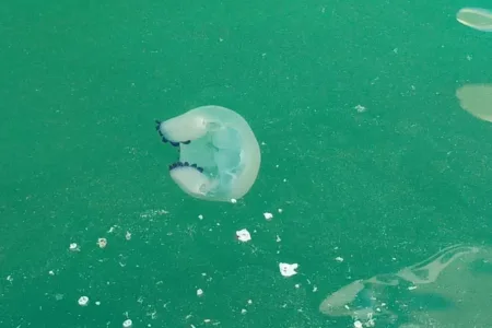 „ПОРАДИ ТОПЛАТА ВОДА ПЛИВААТ НА ПОВРШИНАТА“ Огромни медузи повторно фотографирани во Јадранското Море (Видео)