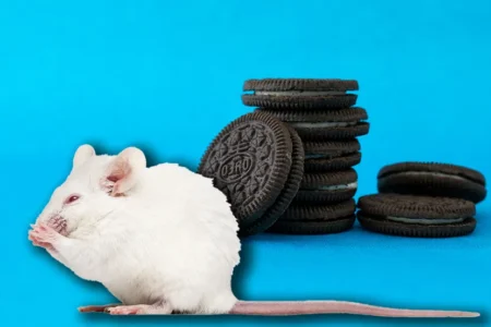 Шокантно откритие на ПETA: Производителот на колачиња Oreo плаќал за грозоморни експерименти, глувци хранети со  човечки измет
