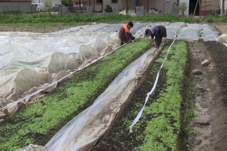 Се зголемува интересот за тутунот кај нас, Македонија втора во светот по Турција за производство на ароматичен тутун